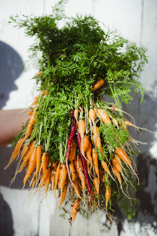 11.09.25 Rooted in Fall: A Vegan Dinner
